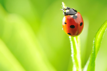 Ladybug