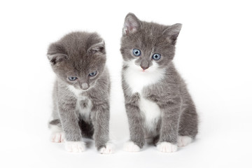 two blue eyed grey kitten isolated on white