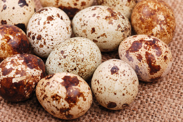 Photo of the quail egg