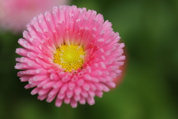 Blume