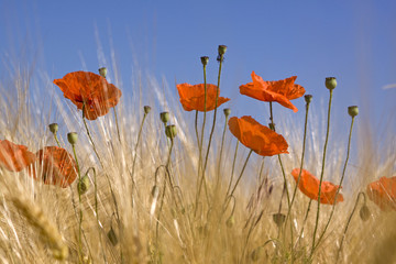 Klatschmohn 2