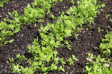 sprouts carrots