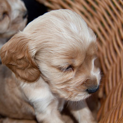 cucciolo di cocker spaniel