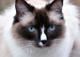 Ragdoll