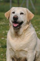 LABRADOR