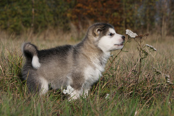 chiot alaskan malamute reniflant une mauvaise herbe