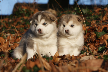 two youngs alaskan malamute