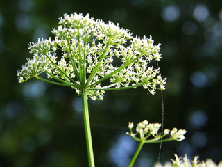 Gei&szlig;fu&szlig; Makro