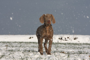 braque de Weimar sous les flocons de neige