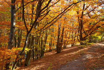 Obraz premium Road in the autumn forest