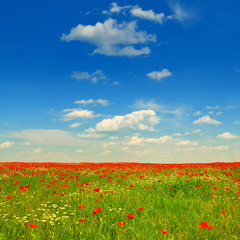 Summer plain landscape