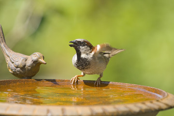 Spatz an der Vogeltränke