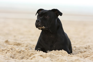 black dog on the beach