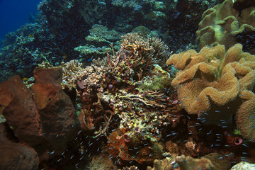 Naklejka na ściany i meble Indonesian Coral reef