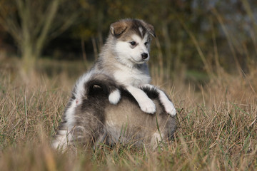 deux chiots de race alaskan malamute jouant ensemble
