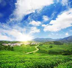 Fototapeta na wymiar Beautiful pattern of bright, green tea garden on the hill