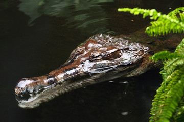 Crocodile in water with fern