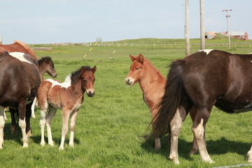 Fototapeta premium Island Pferd