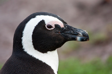 Naklejka premium African Penguin portrait with a closeup on the head