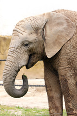 Fototapeta na wymiar Portret w żywności słoń