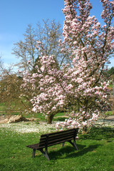Fototapeta premium Frühlingsimpressionen, Die ersten Sonnenstrahlen genießen, im Park.