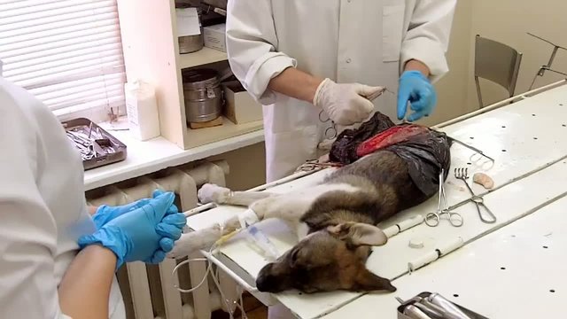 The veterinarian makes surgery the dog with broken hind legs