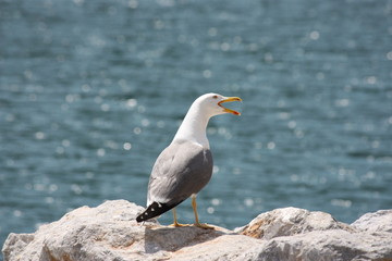 Il Gabbiano