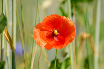Feldrand eines Maisfeldes mit roten Mohnblumen