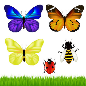 Butterflies And Insect Set
