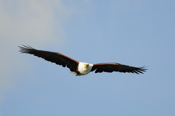 African Fish Eagle (Haliaeetus vocifer), lake Naivasha, Kenya