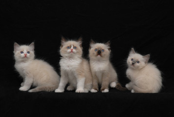 RAGDOLL