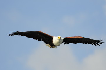Naklejka premium African Fish Eagle (Haliaeetus vocifer), lake Naivasha, Kenya