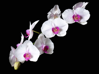 Fototapeta na wymiar Kwiaty orchidei