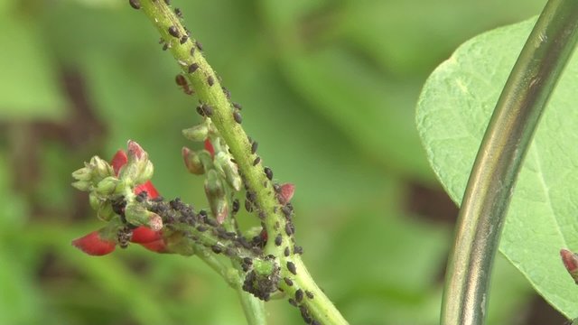 Traitement contre les poux &agrave; l'eau savonneuse