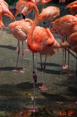 American Flamingos