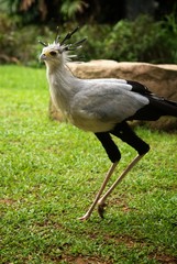 Obraz premium A Running Secretarybird