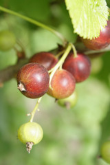 A cluster of unripe black currant in the garden