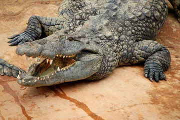 Tableaux ronds sur aluminium brossé Crocodile crocodile