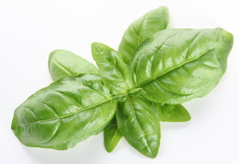 Leaves of basil