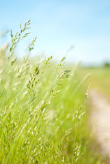Beautiful path in the field.