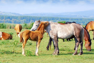 Fototapeta na wymiar white horse mare with foal