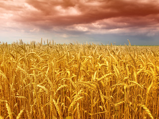 wheat and  sky