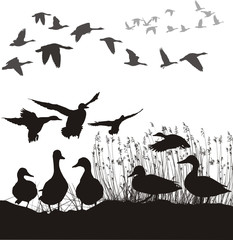 Wild ducks and geese, black and white