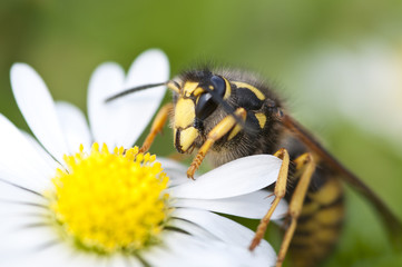 Wespe auf Gänseblume