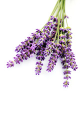 lavender flowers