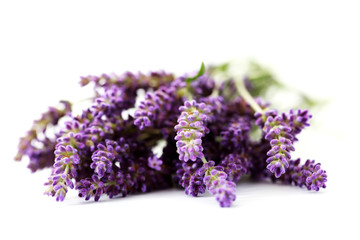 Fototapeta premium lavender flowers