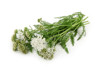 Yarrow herb  isolated on white background © Elena Schweitzer