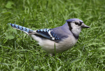 Blue Jay in the Grass