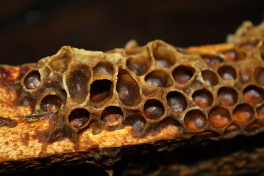 propolis bee