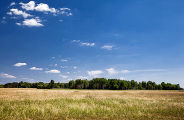 Obraz premium Green fields and woods on a background of blue sky